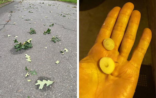 Summer storm's hail hit quickly - Vimarsana News