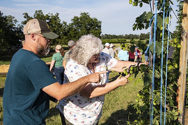 State hops research targets yield, quality - Vimarsana News