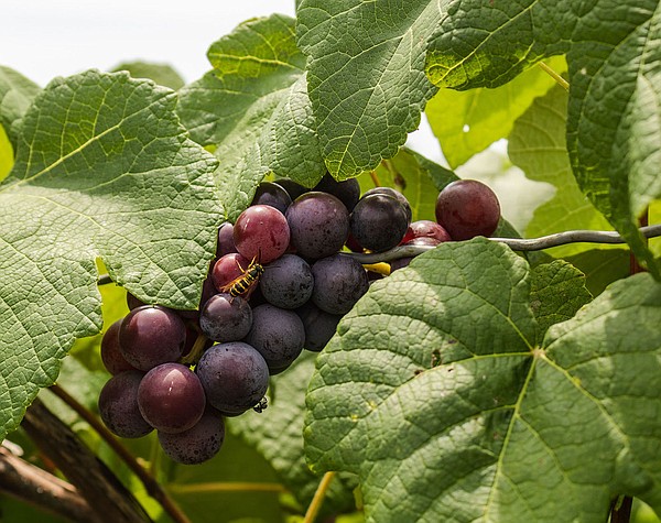 Ranalli farm and winery anticipates Tontitown Grape Festival Aug. 1-5 - Vimarsana News