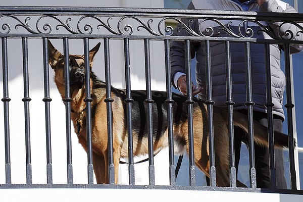 Second Biden German shepherd collared for Secret Service bites - Vimarsana News