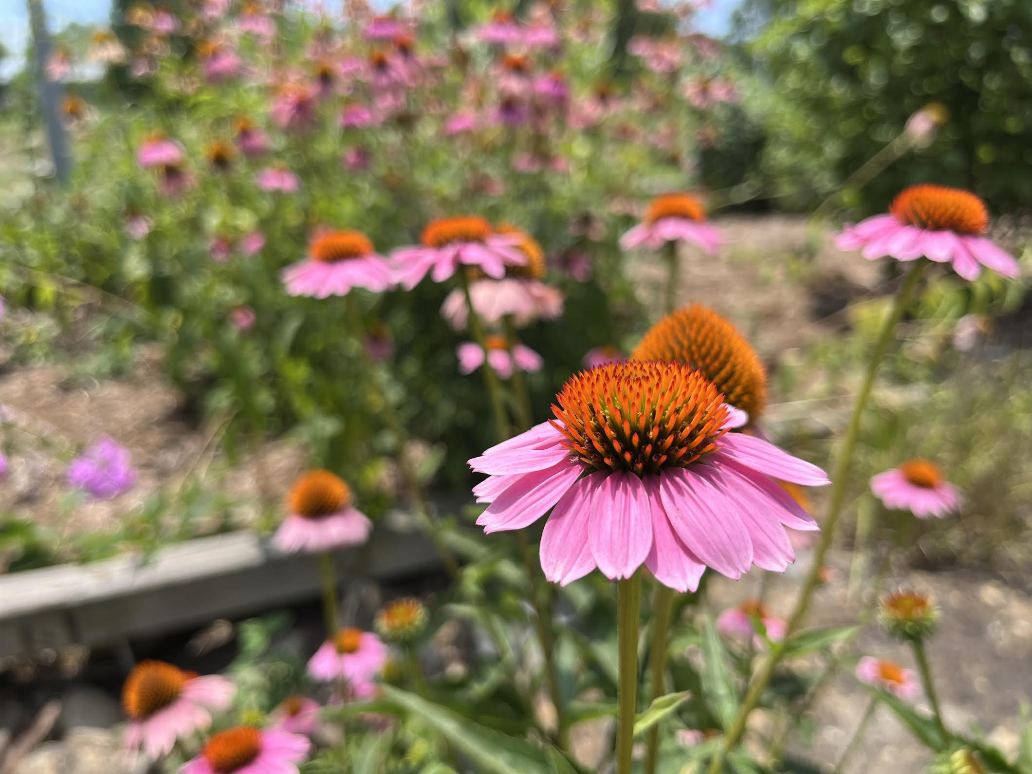 Little Rock Audubon Center offers a unique look at diverse habitats - Vimarsana News