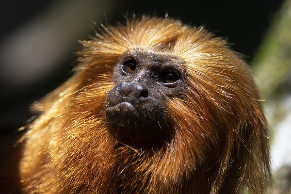 Once nearing extinction, Brazil's golden monkeys have rebounded from yellow fever - Vimarsana News
