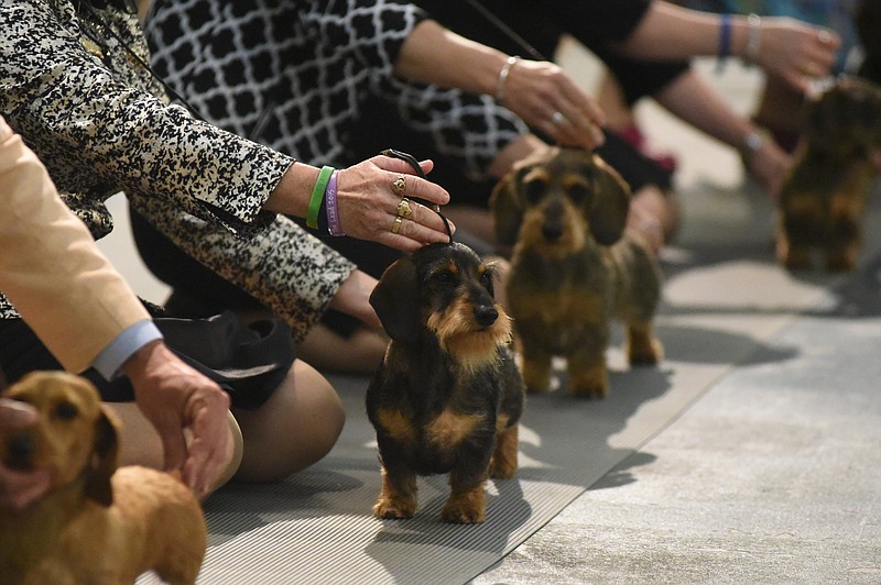 has a dachshund ever won best in show