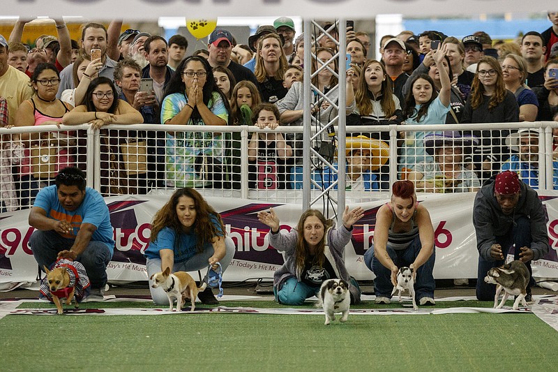 Running of the Chihuahuas May 5 features music by Bryce Vine